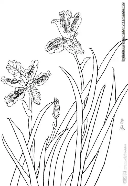 鸢尾花白描素描线描图片