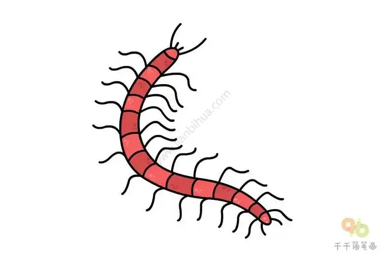 蜈蚣简笔画教程