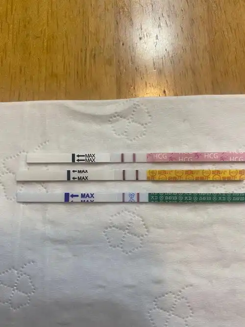 四移囊胚第14天