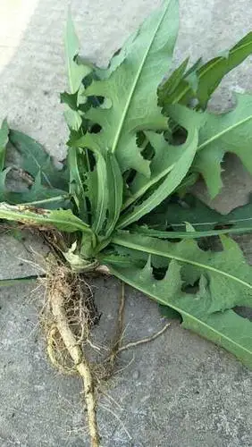 是蒲公英一系列?