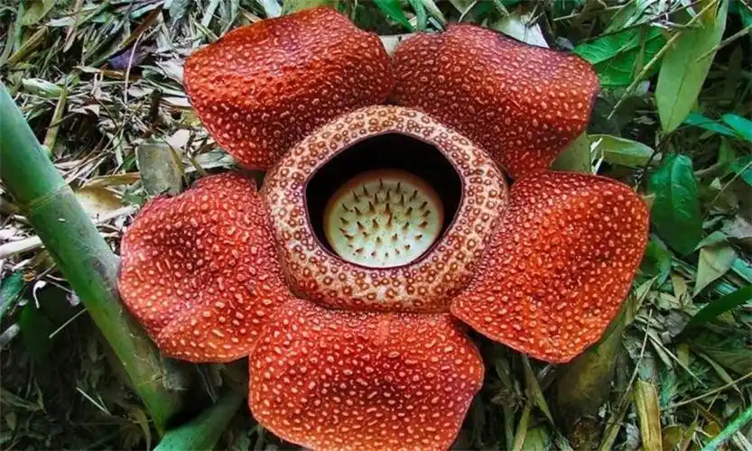 全世界最恶臭的花,被称为"花中窃贼",能偷走其他生物的基因