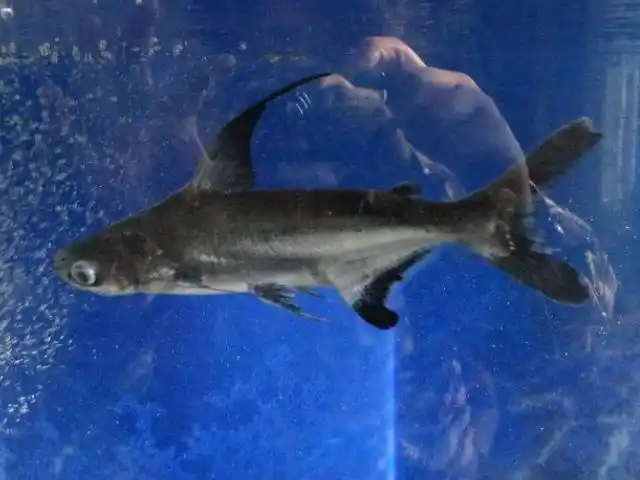 蓝鲨鱼吃什么饲料