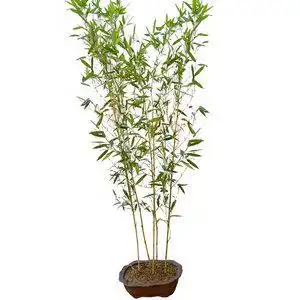 竹子苗室外庭院种植四季常青植物金镶玉竹景观q竹黄金竹盆栽观赏