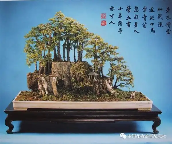 丛林盆景的多样表现