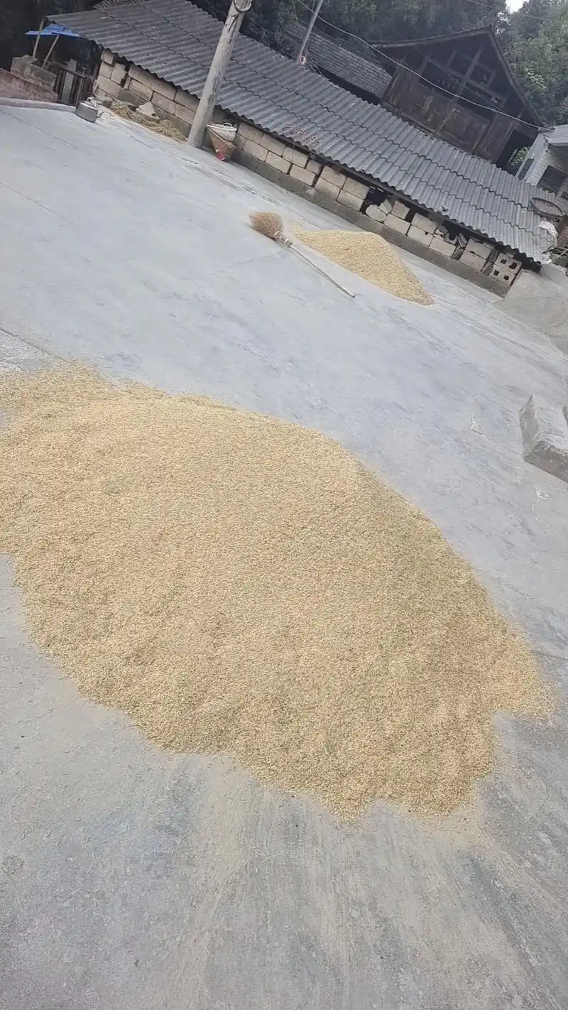 春种一粒粟,秋收万颗子#这就是农村的生活 #晒谷子 - 抖音