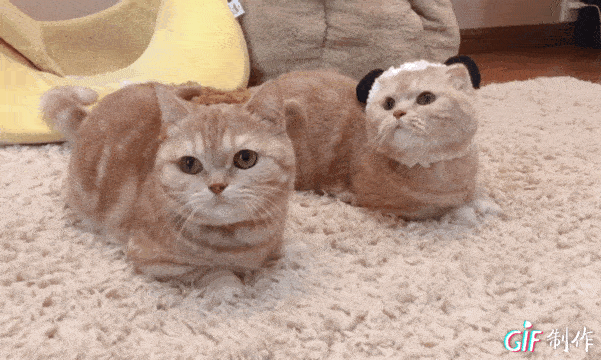 我宣布这只猫承包了我一年的头像和表情包全网最萌小猫咪我不允许你还