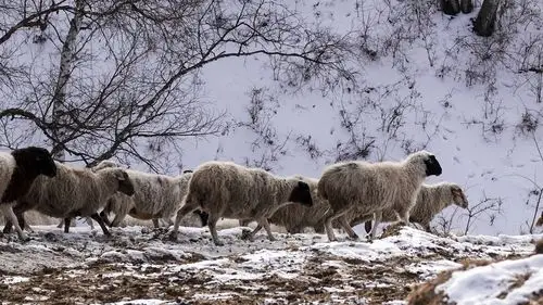 坝上之羊群牧归