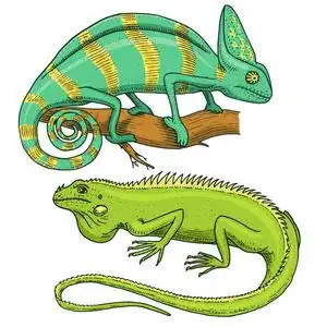 变色龙蜥蜴, 美国绿鬣蜥, 爬行动物或蛇.草食动物.