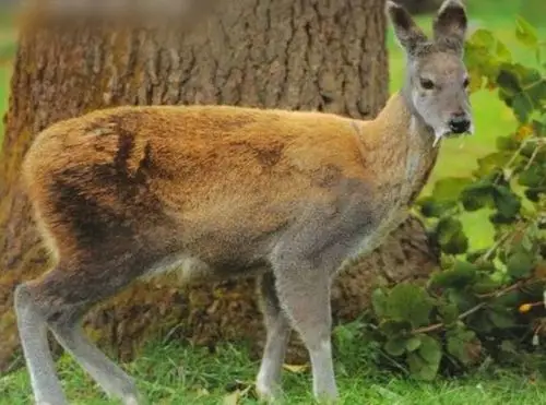 对栖息地留恋性强的原麝,有攀登斜树的习性,非常喜欢跳跃!