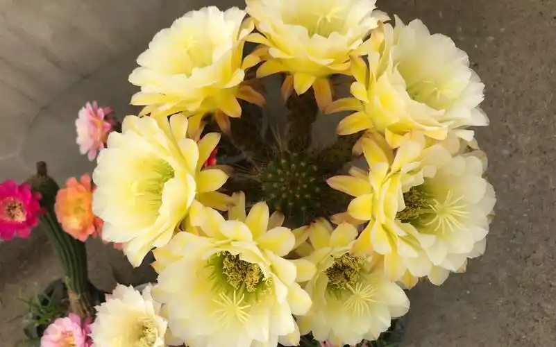 去年开花的毛花柱,六月午开成花球挺壮观的_哔哩哔哩_bilibili