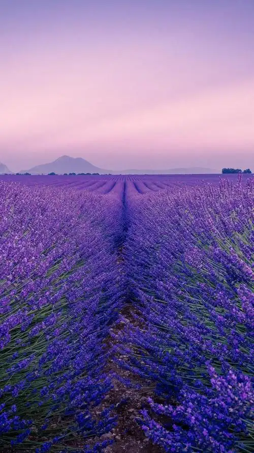 唯美迷人的薰衣草花海高清原图下载,唯美迷人的薰衣草花海,壁纸,图片