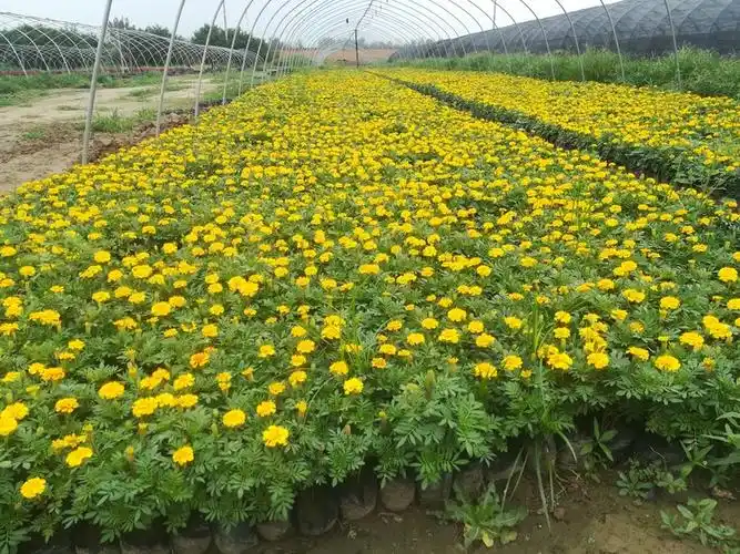 西安最大花卉种植基地_西安草花种植基地-草花供应量大/花卉品种多