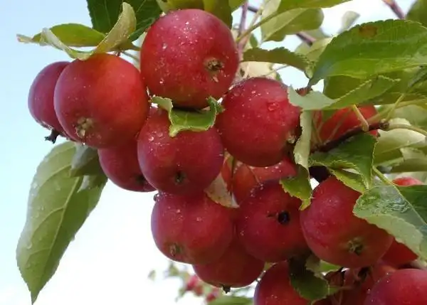 20种东北儿时记忆中的野果子,你吃过几种?