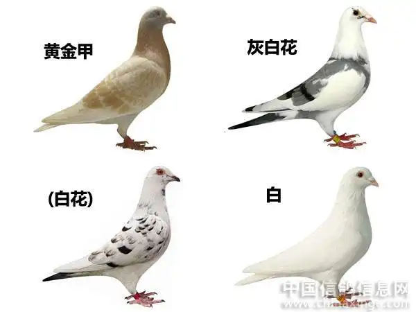 赛鸽羽色育种竞翔的关系推荐版