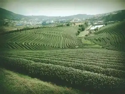 缅甸佤邦勐冒"公明山茶场"风光