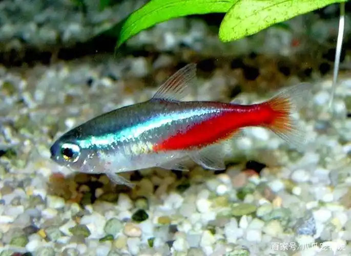小型观赏鱼图片和名字