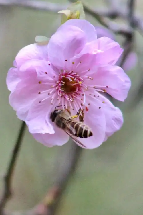 偷来樱瓣三分紫 借得梅心一缕魂