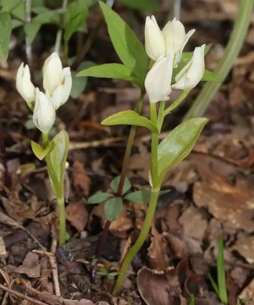 银兰cephalanthera erecta-兰花百科网 心中理想