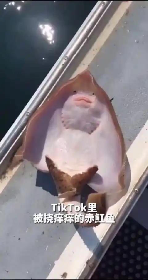 国外tiktok里被挠痒痒的魔鬼鱼/赤魟鱼,真的太可爱啦,这个表情