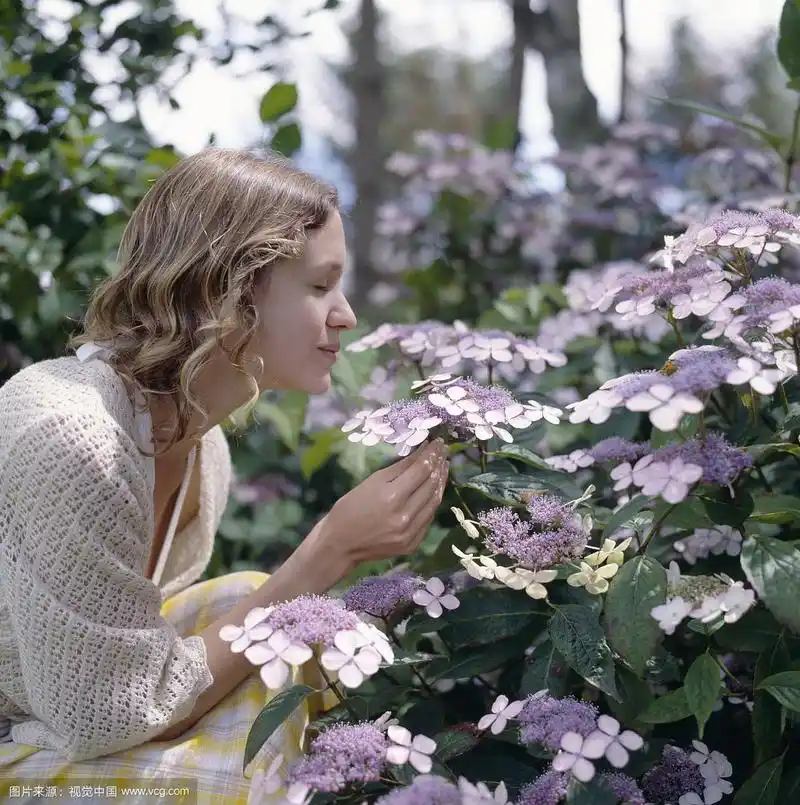 女人在花园里闻花(绣球花),侧面