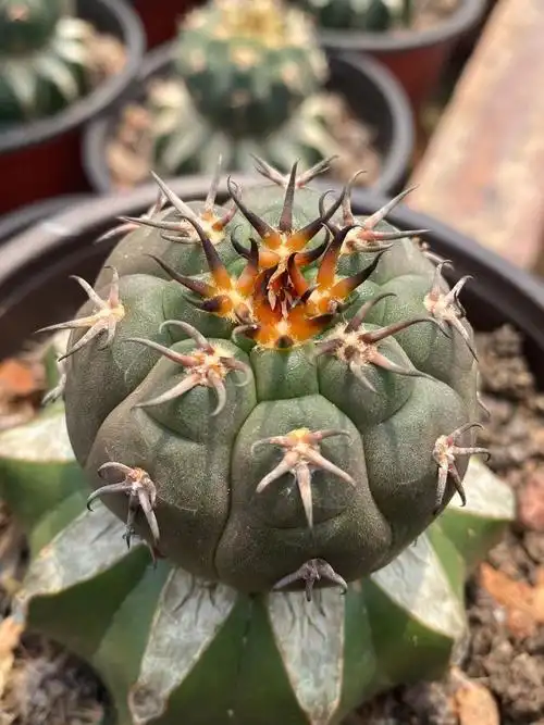 猫爪仙人漳州嘟嘟短毛嫁接球刺漂亮批量发售多肉植物