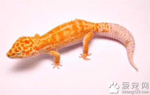 豹纹守宫多少钱 选购豹纹守宫的几个细节