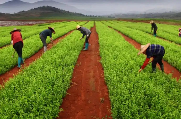 中药材人工种植中的特色适宜技术