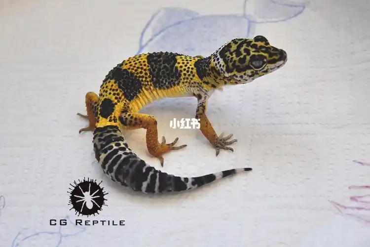 分享豹纹守宫基因品系柠檬霜