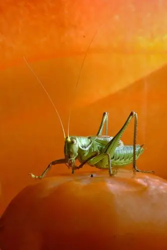 冬季里的鸣虫蝈蝈