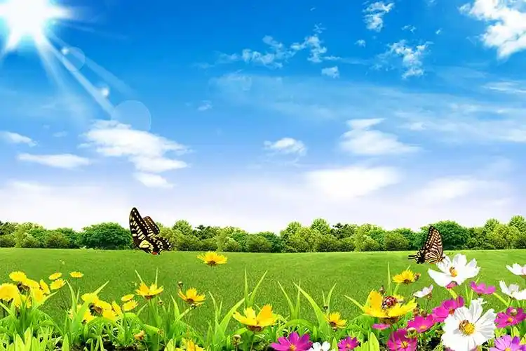 xt14183美式田园草地鲜花蝴蝶蓝天白云阳光
