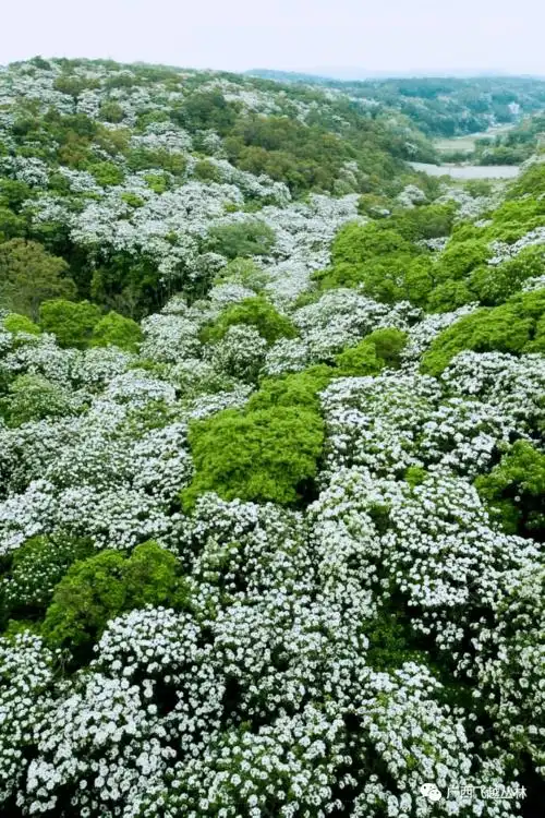 漫山遍野花开盛宴南宁油桐花海等你来打卡