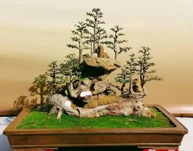 盆景卧干,野趣无穷