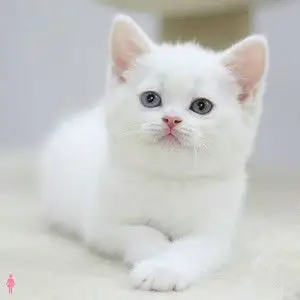英短纯白猫活体白色猫猫宠物幼崽蓝猫短毛蓝白渐层美短加白起司猫