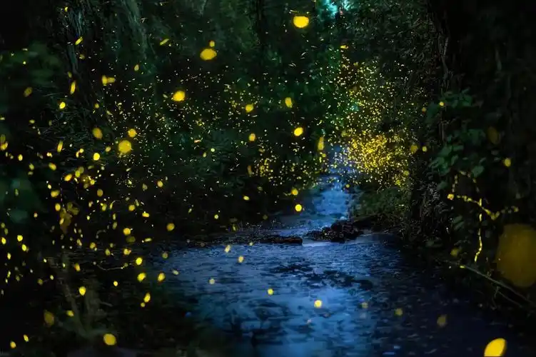 有萤火虫的夜晚才算完美的夏天