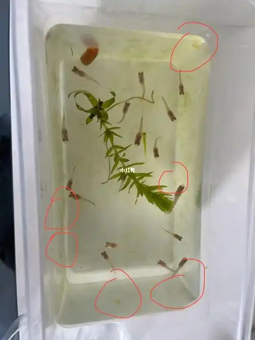 今天打算把缸子刷一刷,突然发现有这么多的卵,这苹果螺也太能生了吧