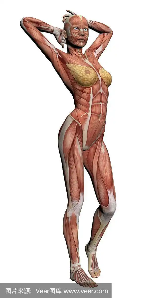 人体解剖学-女性肌肉