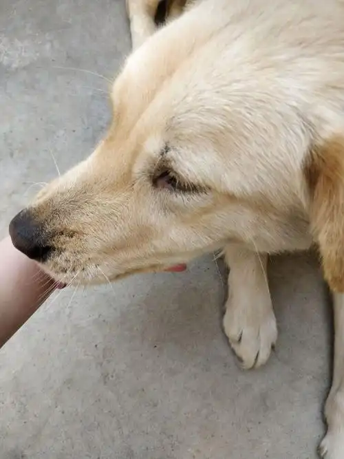 出售一只金毛串串,价格可以商量,希望认真对待.