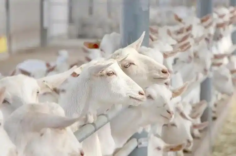 和氏东风奶山羊休闲观光牧场喜获国家荣誉,全产业链建设实至名归!