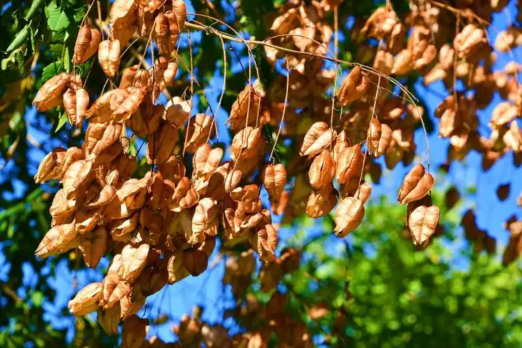 成熟的栾树果实,原创拍摄__财经头条