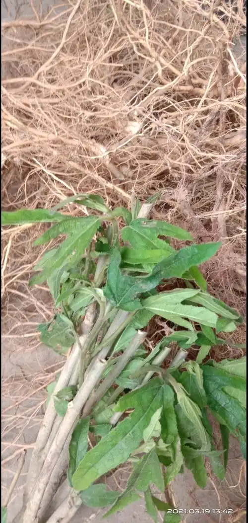 数量有限!有意者私聊