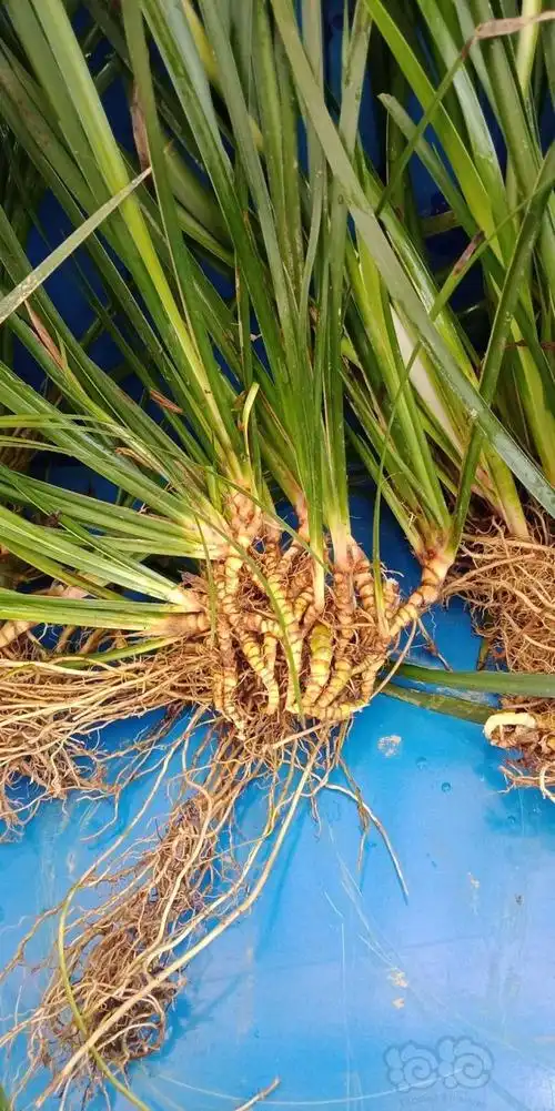 【水草】河边野生菖蒲,特香的哪一种