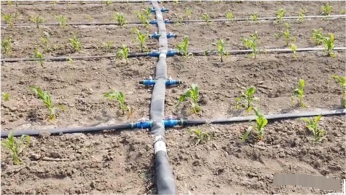 种玉米,用什么滴灌带好?