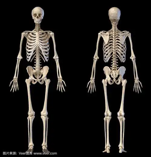 人,人类骨架,充满的,正面视角,男性
