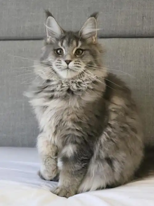 缅因已有新家蓝虎斑缅因妹妹