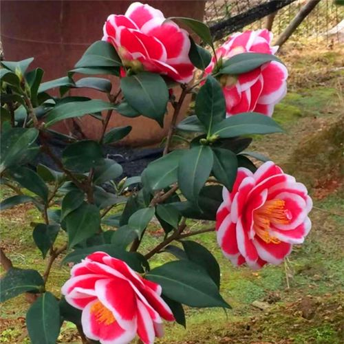 名贵茶花品种玉之浦友之浦日本进口茶花又名太阳带花苞庭院花卉