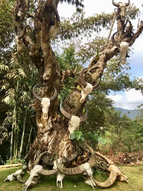 牛头是佤族人的吉祥物,村寨里面挂的牛头都是真的牛头骨,牛角