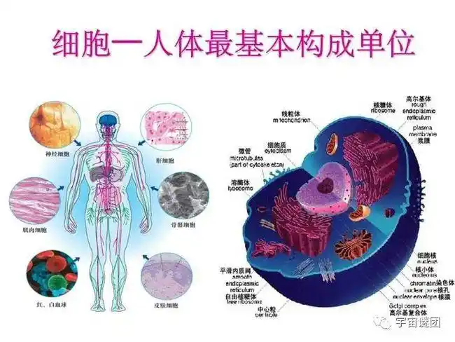 科学家发现人类身上有80万亿个细胞唯一存在过文明的种族是谁