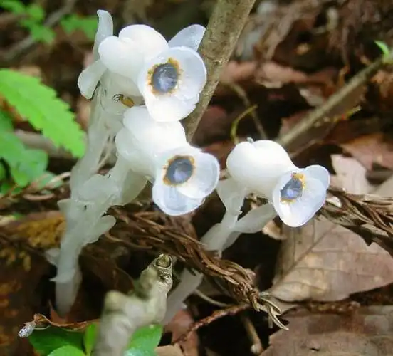 野外奇花水晶兰 传说中的"冥界之花"(4)