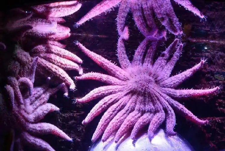 紫色的海星看起来毛茸茸的,像躺在水底伸着懒腰.请输入图片正文