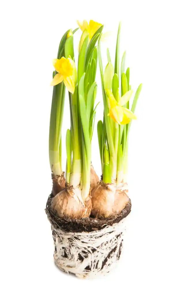 黄水仙,黄水仙球茎与孤立的白色背景上的根